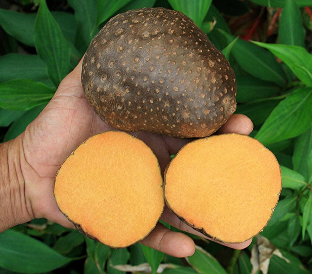 Dioscorea bulbifera L flickr ahmed faud morad