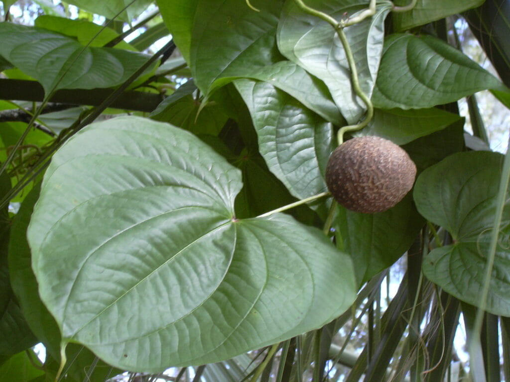 Starr 031108 0225 Dioscorea bulbifera